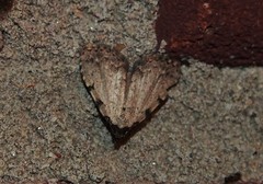Dyspyralis puncticosta