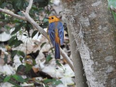 Cossypha natalensis natalensis