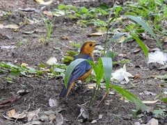 Cossypha natalensis natalensis