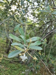 Morisonia ferruginea