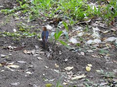 Cossypha natalensis natalensis