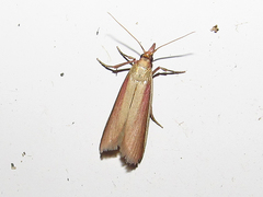 Peoria approximella