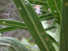 Echium virescens image