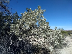 Sideroxylon leucophyllum