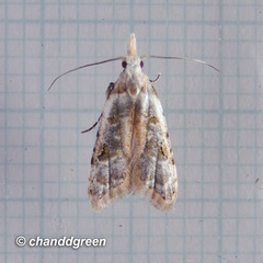 Metacosmesis laxeuta