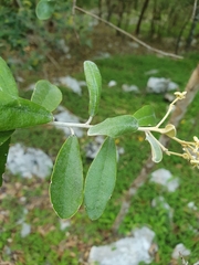 Morisonia ferruginea