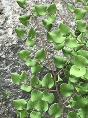 Pellaea cordifolia