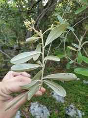 Morisonia ferruginea
