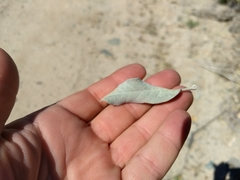 Sideroxylon leucophyllum