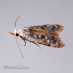 Metacosmesis laxeuta