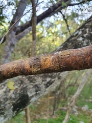 Morisonia ferruginea