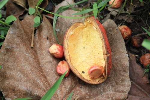 Cola cordifolia