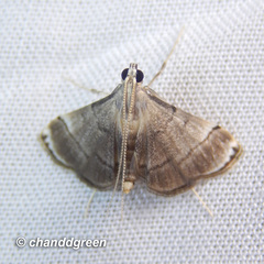 Cangetta hartoghialis