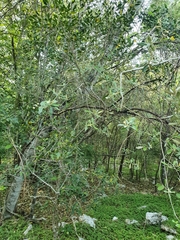 Morisonia ferruginea