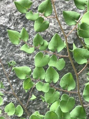 Pellaea cordifolia