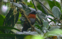 Oreothraupis arremonops