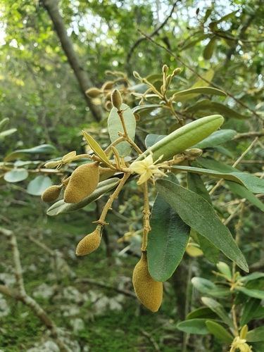 Morisonia ferruginea (Morisonia ferruginea)