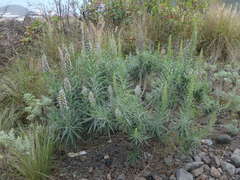 Echium virescens image