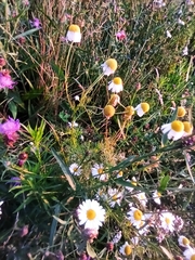 Tripleurospermum inodorum