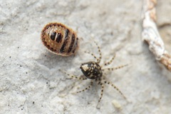Sciocoris macrocephalus