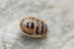 Sciocoris macrocephalus