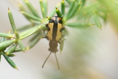 Crioceris paracenthesis