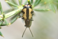 Crioceris paracenthesis