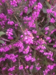 Erica carnea