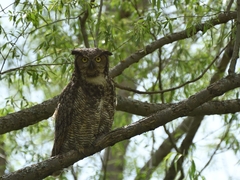 Bubo virginianus heterocnemis