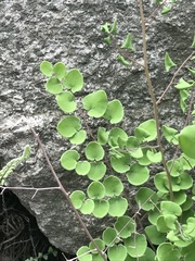 Pellaea cordifolia