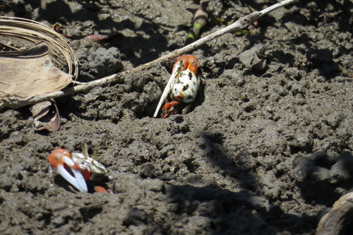 Tubuca signata