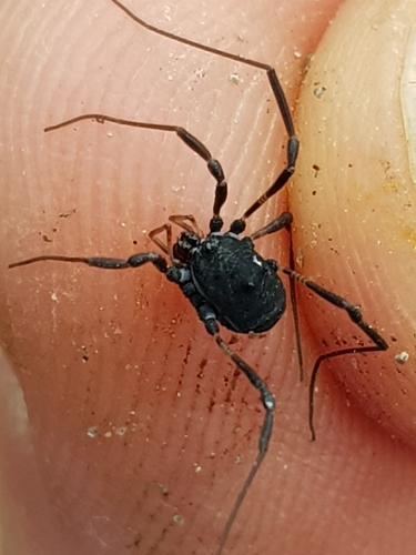 Paranemastoma bicuspidatum