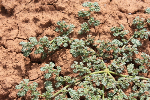 Coldenia procumbens image