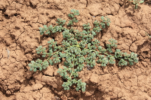 Coldenia procumbens