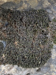 Grimmia pilifera