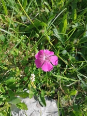 Dianthus alpinus