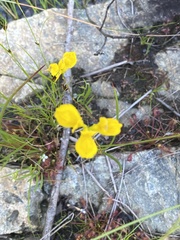 Utricularia cornuta
