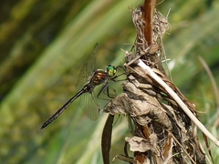 Somatochlora meridionalis