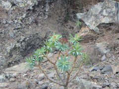 Euphorbia atropurpurea image