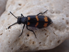 Mylabris variabilis