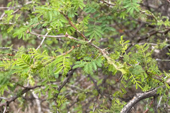 Mimosa aculeaticarpa biuncifera
