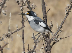 Lanioturdus torquatus