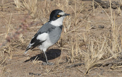 Lanioturdus torquatus