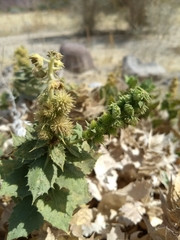 Ambrosia ilicifolia