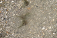 Stylocheilus striatus