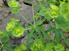 Euphorbia segetalis image