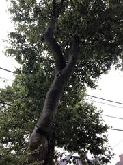 Platanus occidentalis