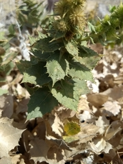 Ambrosia ilicifolia