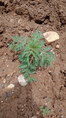 Tagetes lunulata