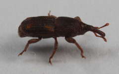 Sitophilus oryzae